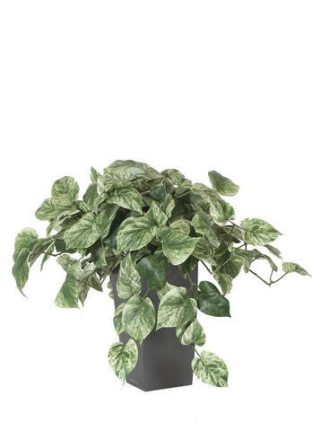 Artificial Silk Pothos Scindapsus