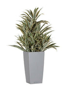 Artificial Silk Dracaena Reflexa in Cubico Planter