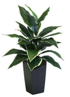 Artificial Silk Hosta in Cubico Planter