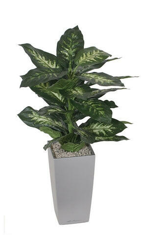 Artificial Silk Dieffenbachia Seguine Display in Cubico Planter