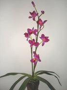 Artificial Silk Orchid Arrangement