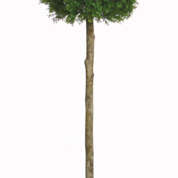 Artificial Topiary Tea Tree Single Ball