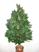 Artificial Silk Bay Cone Tree