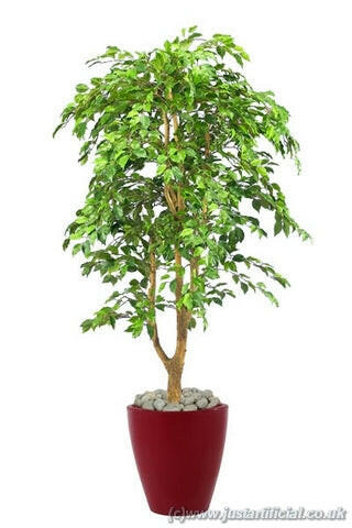 Artificial Silk Ficus Benjamina Tree IFR