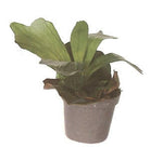 Artificial Staghorn