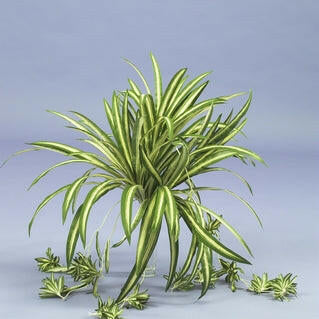 Spider Plant with Babies