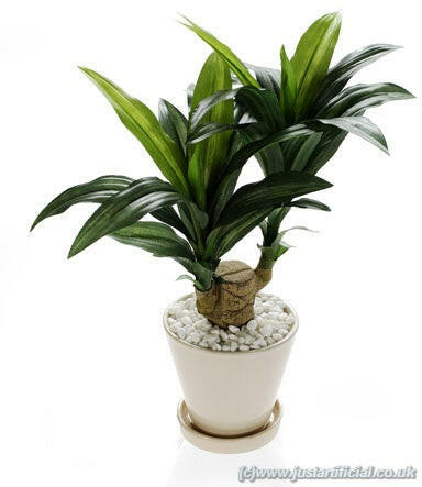 Artificial Silk Dracaena Plant