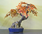 Artificial Beech Bonsai Tree