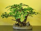 Artificial Maple Bonsai Tree