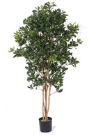 Artificial Silk Pittosporum Multi Tree