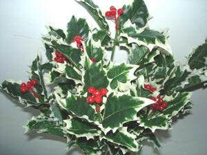 Artificial Silk Holly Bush