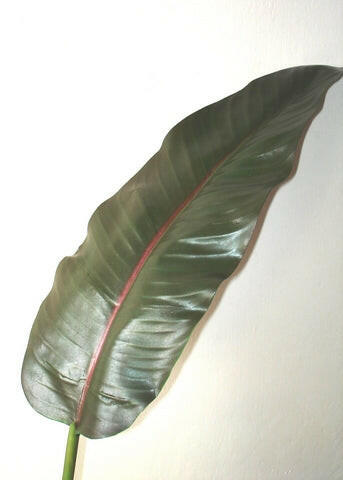 Artificial Silk Strelitzia Leaf