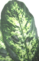 Artificial Silk Dieffenbachia