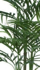 Close up of Artificial Areca Palm