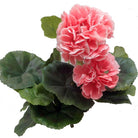 Geranium, Small