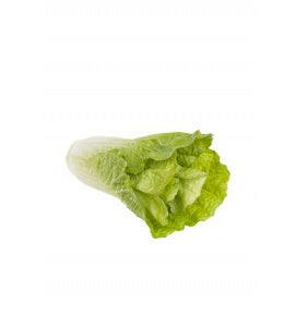 Artificial Chinese Cabbage Natural Touch
