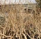 Decorative Manzanita Branch