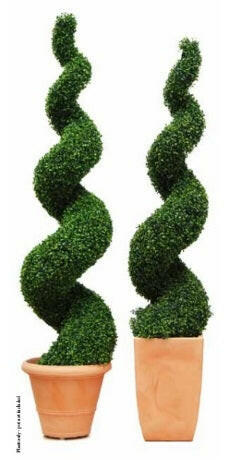 Boxwood 2024 Topiary Trees