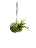 Artificial Succulent Air Plant