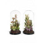 Artificial Succulent Mix in Glass Dome