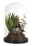 Artificial Succulent Mix in Glass Dome