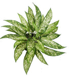 Artificial Silk Aglaonema Bush FR