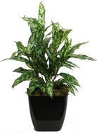 Artificial Silk Aglaonema Bush FR