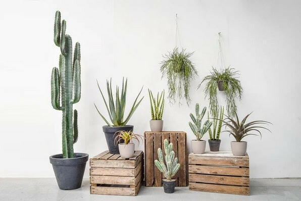 Artificial Sansevieria Plant in Brown Pot 