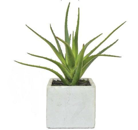 Artificial Succulent in White Cement Pot