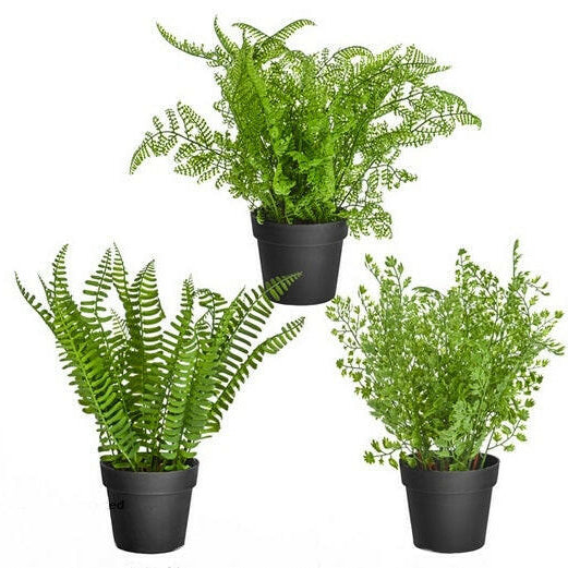 Showing all 3 artificial Ferns