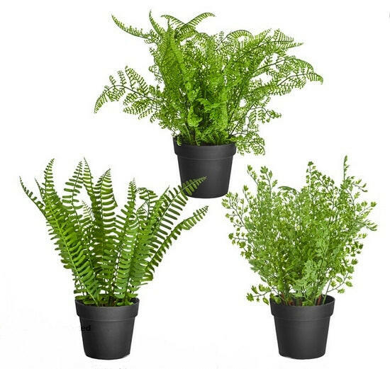 Showing all 3 artificial Ferns