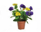 Artificial Silk Small Pre-potted Pansy in Plastic Pot