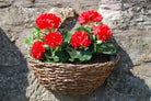 A customers basket in situ, note this is the previous Brown coloured basket