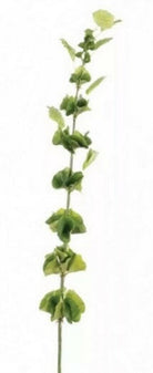 Artificial Silk Bells of Ireland Moluccella