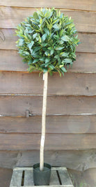 Artificial Silk Bay Topiary Tree In Pot