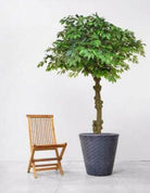 Luxury Artificial Silk Bespoke Ficus Tree Deluxe on Coffee Stem in Pot