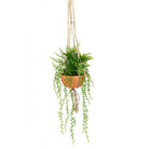 Artificial Hanging Potted Fern & Senecio