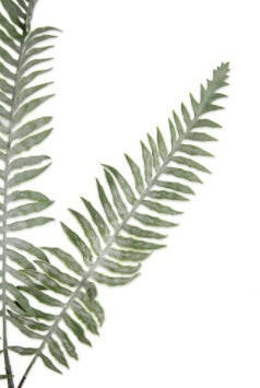 Artificial Dusty Fern Spray