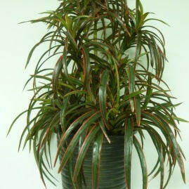 Artificial Silk Yucca Succulent Plant Arrangement in Planter