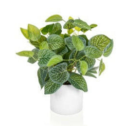 Artificial Potted Silver Variegated Plant in White Pot