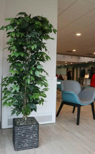 Justartificial.co.uk Ficus Nitida Premium Bush instu 2