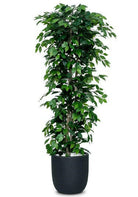 Justartificial.co.uk Ficus Nitida Premium Bush green 2