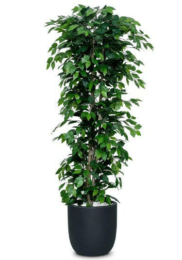 Justartificial.co.uk Ficus Nitida Premium Bush green 2