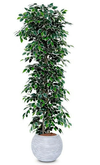 Justartificial.co.uk Ficus Nitida Premium Bush Variegated