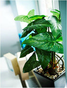 Artificial Silk Caladium Plant