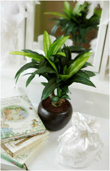 Artificial Silk Dracaena Plant