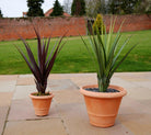 Artificial Aloe Vera Pandanus Plants