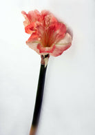 Artificial Silk Real Touch Amaryllis Single Stem