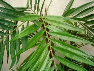 Artificial Silk Parlour Palm Tree