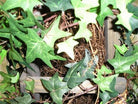 Artificial Silk Ivy on Pergola Tower